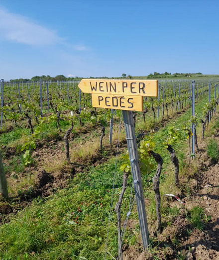 WeinPerPedes