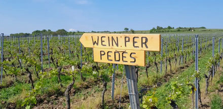 Wein per Pedes